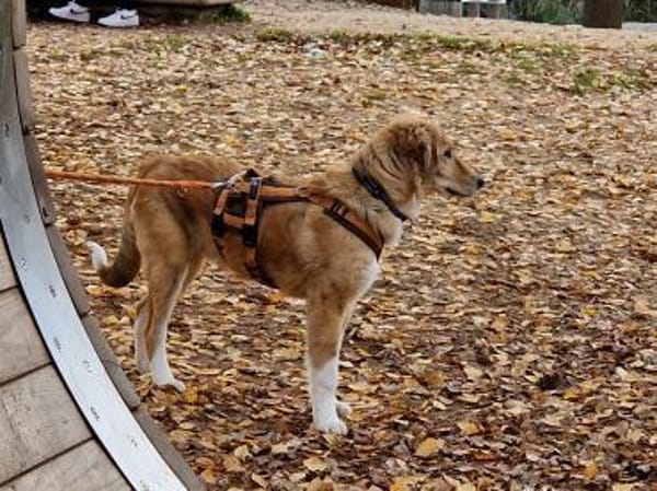 JORDY - charmant und lieb