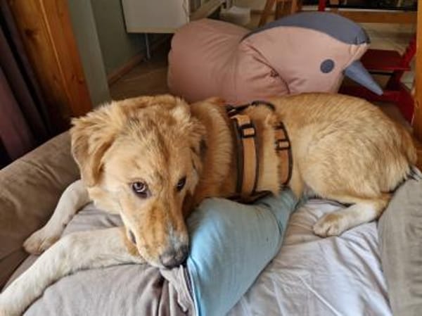 JORDY - charmant und lieb