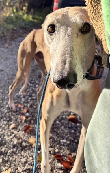 Stitch eine Seele v. Treue und Liebe