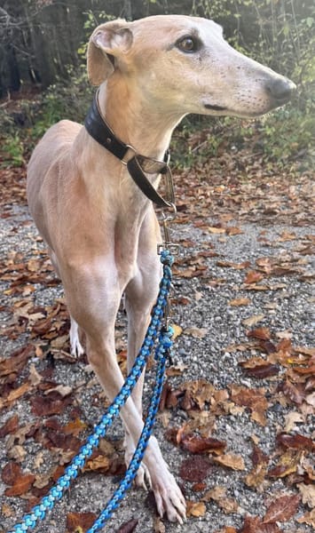 Stitch eine Seele v. Treue und Liebe