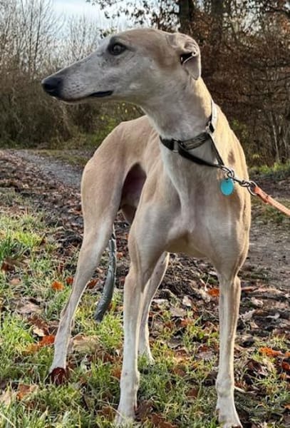 Stitch eine Seele v. Treue und Liebe