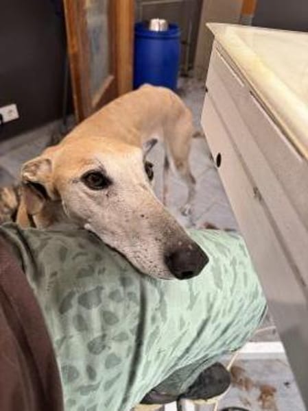 Stitch eine Seele v. Treue und Liebe