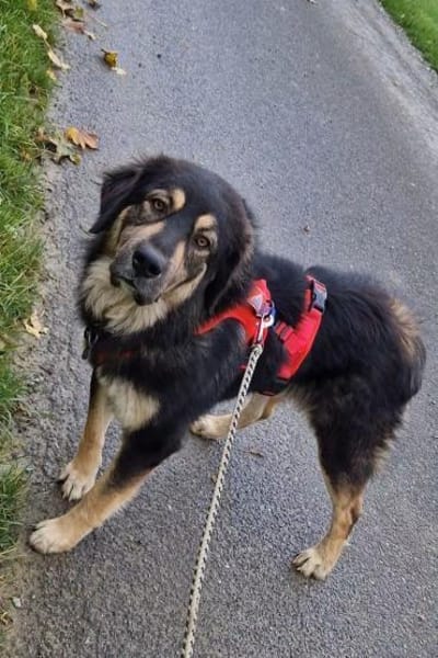 Aramis 💗 wartet in 31812 Bad Pyrmont