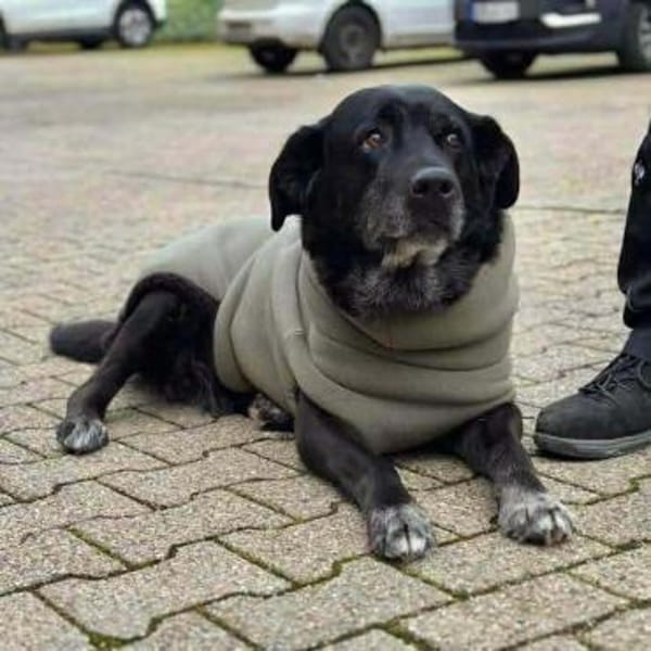 Maja - lieb,anhänglich&verschmust