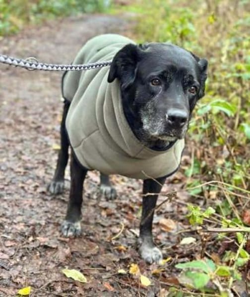 Maja - lieb,anhänglich&verschmust
