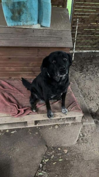 Maja - lieb,anhänglich&verschmust