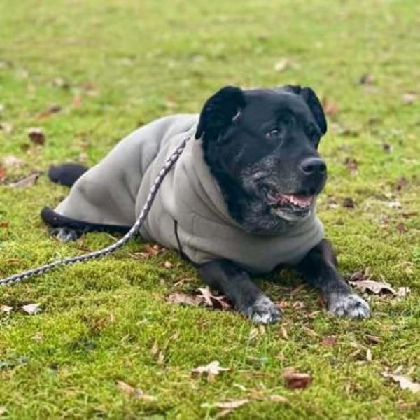 Maja - lieb,anhänglich&verschmust