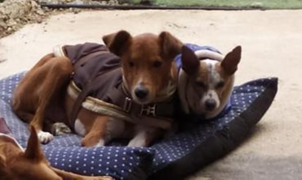 Willow - Patenschaft gesucht