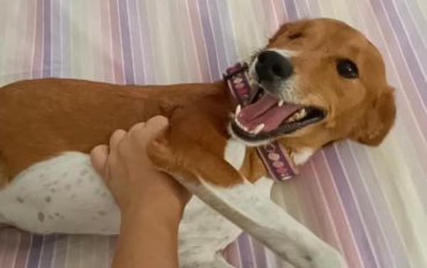 Willow - Patenschaft gesucht