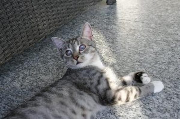 Moody und Fury Piratenkinder