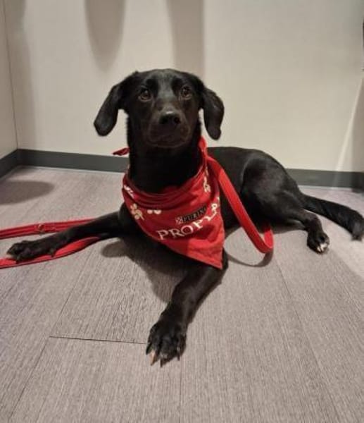 Elli-besondere Hündin sucht ihren Mensch