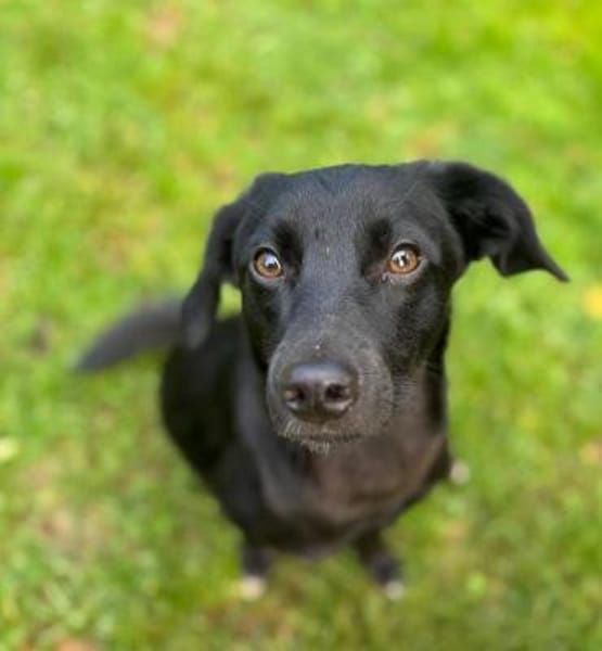 Elli-besondere Hündin sucht ihren Mensch