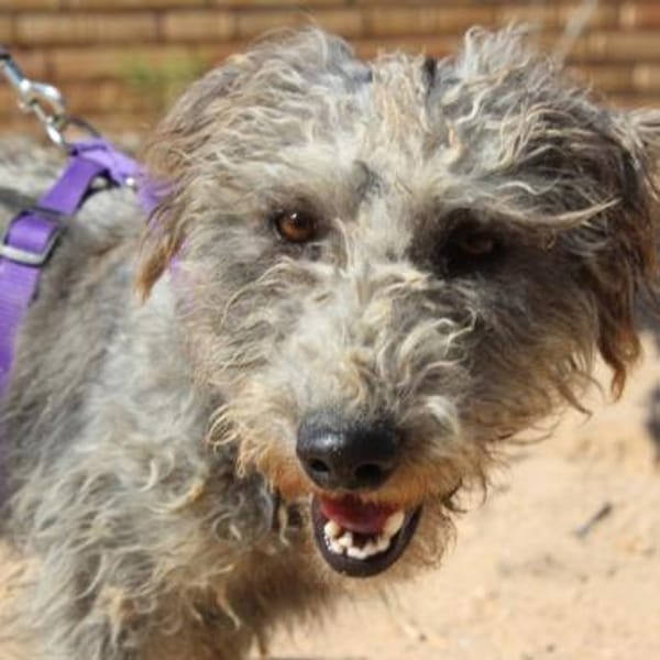 BARTI, süßer Pudelmix aus Wendeburg