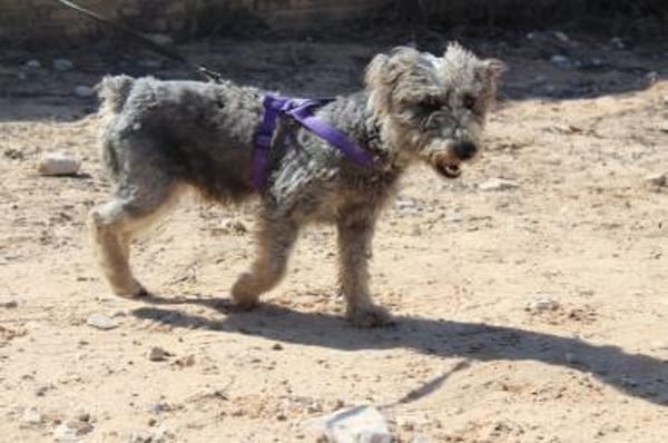 BARTI, süßer Pudelmix aus Wendeburg