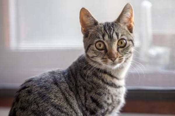 Lio (w) - meine Angel geb ich nicht mehr