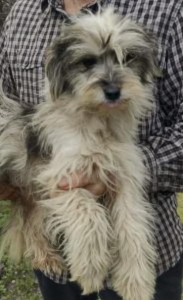 Isa 30 cm( Pflegestelle)