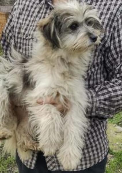 Isa 30 cm( Pflegestelle)