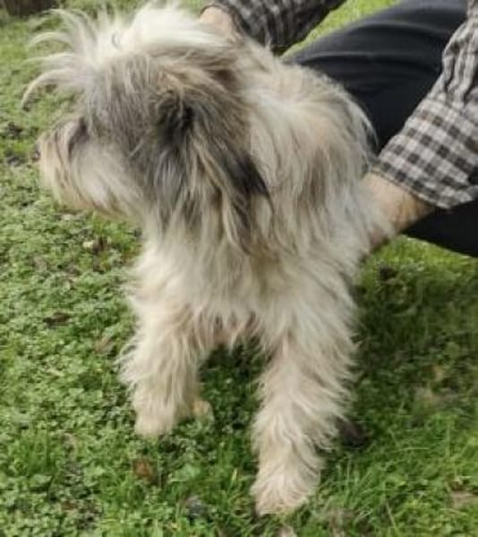 Isa 30 cm( Pflegestelle)