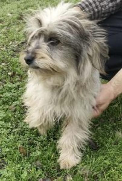 Isa 30 cm( Pflegestelle)