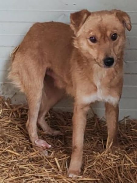 NUGGET - liebenswerter Traumhund