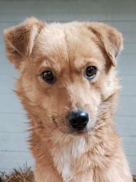 NUGGET - liebenswerter Traumhund