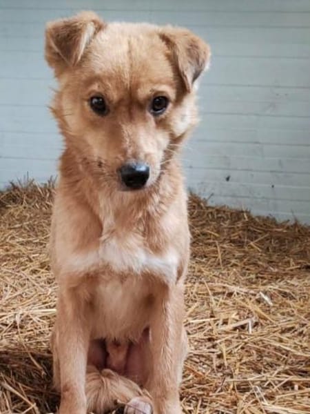 NUGGET - liebenswerter Traumhund