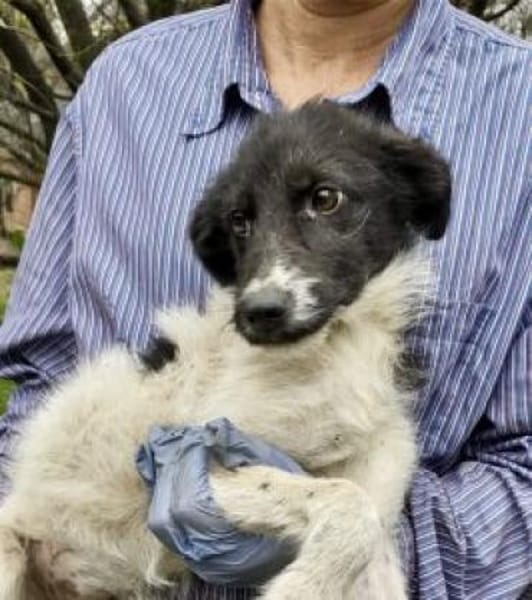 Daima 40 cm (Pflegestelle)