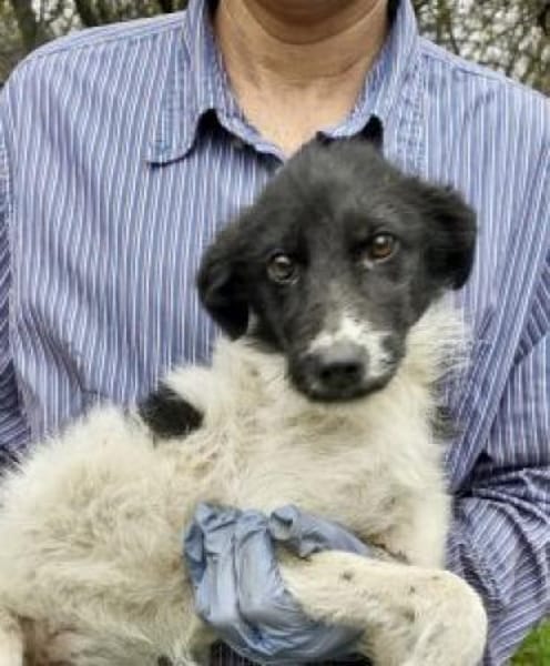 Daima 40 cm (Pflegestelle)