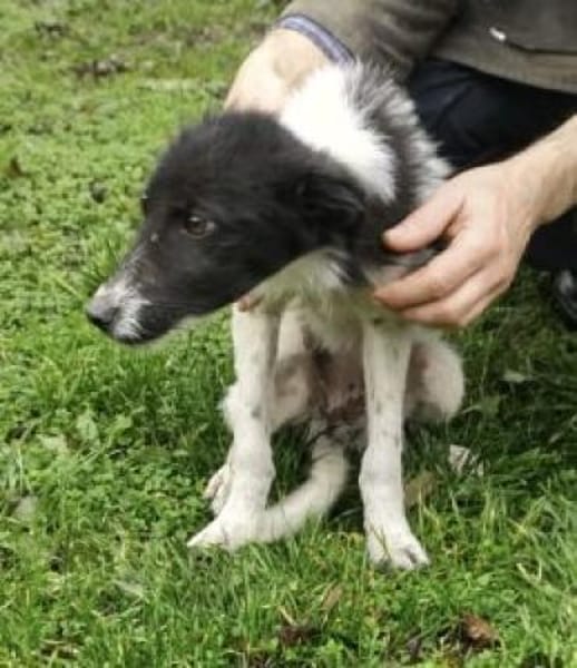 Daima 40 cm (Pflegestelle)