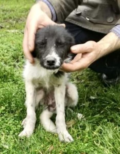 Daima 40 cm (Pflegestelle)