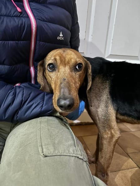 SPIROS - verschmust und anhänglich