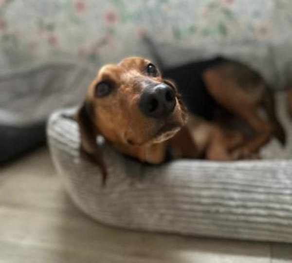 SPIROS - verschmust und anhänglich