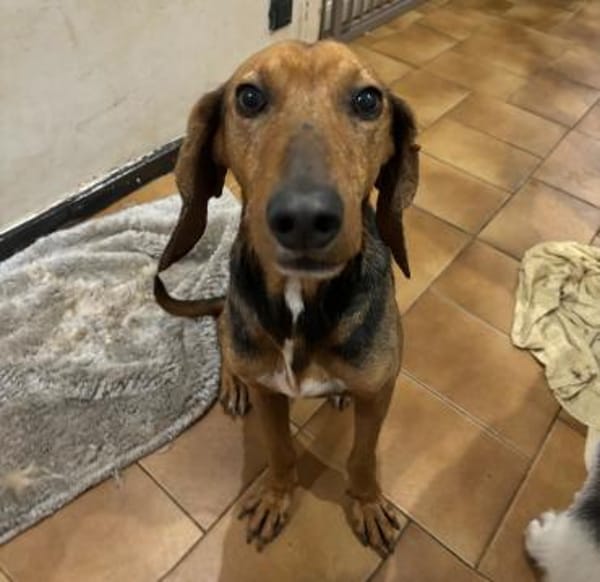 SPIROS - verschmust und anhänglich