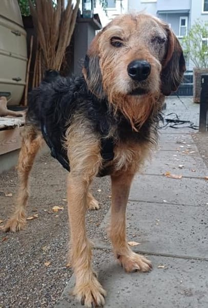 Yasko, geb. ca. 11/2022, 44649 Herne