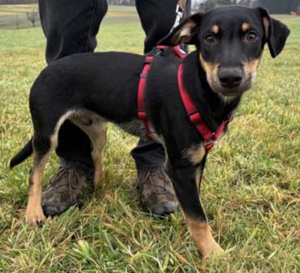 Süßes Hundekind Cai!