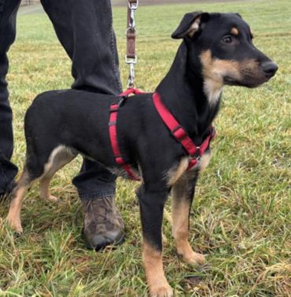 Süßes Hundekind Cai!