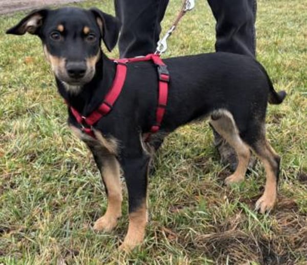 Süßes Hundekind Cai!