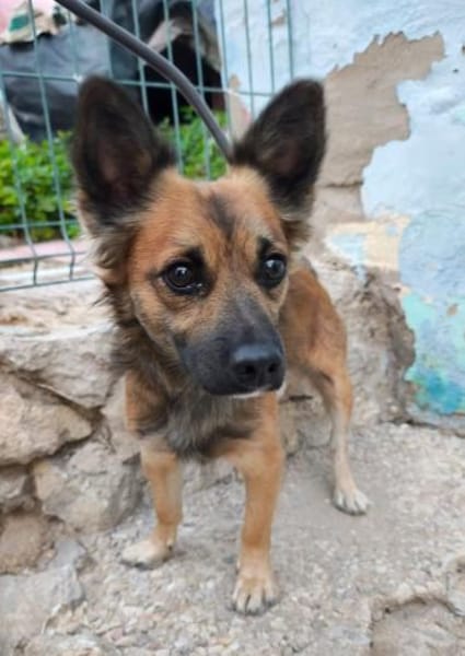 Loky wartet auf seine Familie