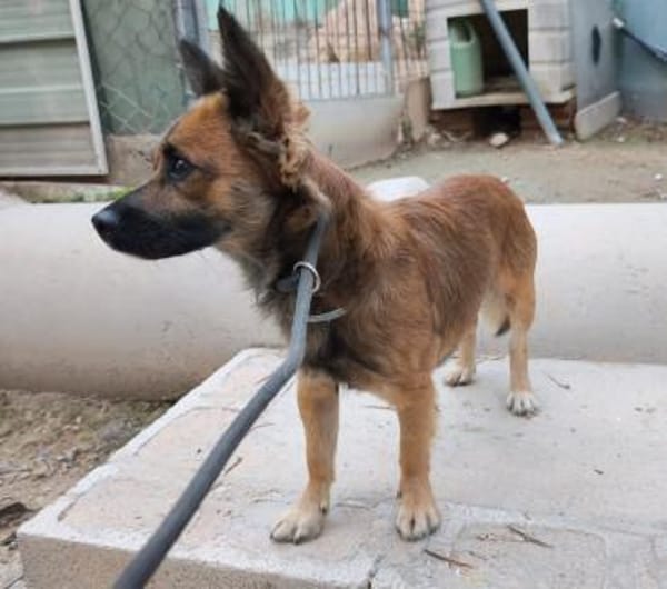 Loky wartet auf seine Familie