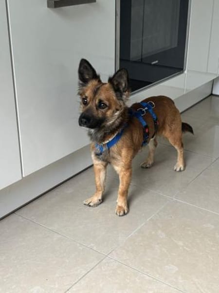 Loky wartet auf seine Familie