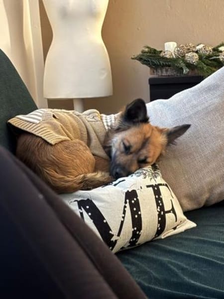 Loky wartet auf seine Familie