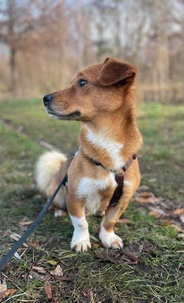 Moritz, ein liebenswerter Zwergenjunge