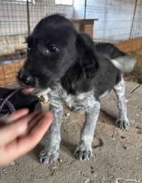 Nico 30 cm (Nov 25) Pflegestelle