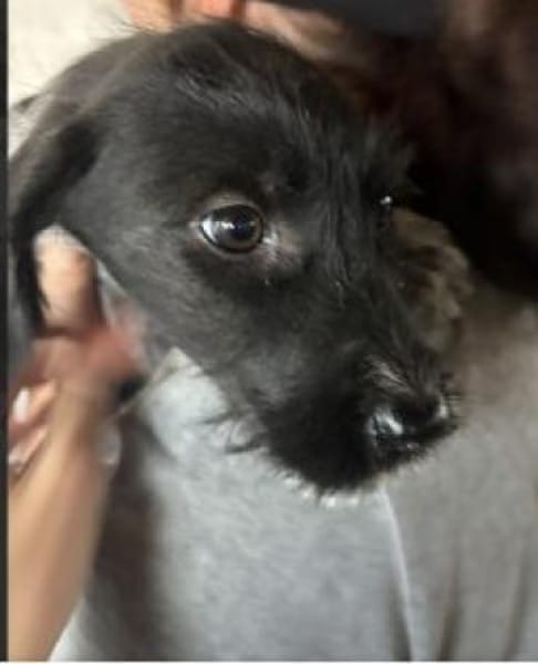 Nico 30 cm (Nov 25) Pflegestelle