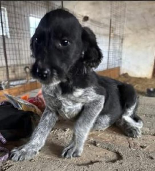 Nico 30 cm (Nov 25) Pflegestelle