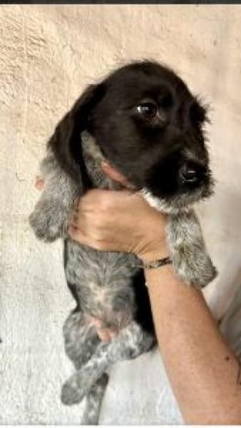 Nico 30 cm (Nov 25) Pflegestelle