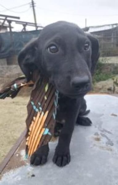 Nero 30 cm (Nov 25) Pflegestelle