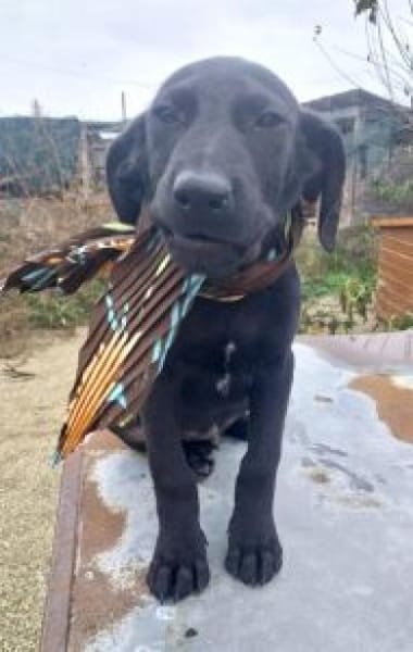 Nero 30 cm (Nov 25) Pflegestelle