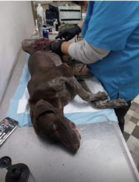 Nero 30 cm (Nov 25) Pflegestelle