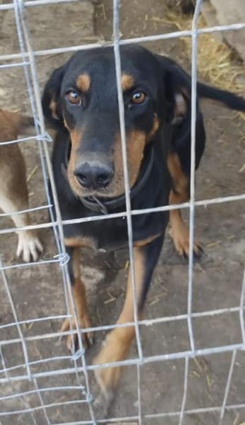 Linda  52 cm (Pflegestelle)